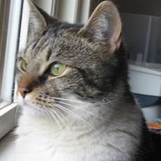 Blanding af racer Miv