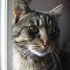 Blanding af racer Labanski