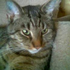 Blanding af racer Labanski