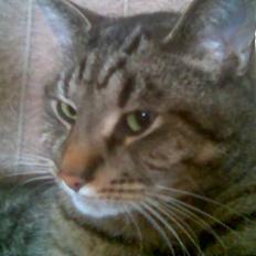 Blanding af racer Labanski