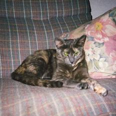 Blanding af racer Jasmin