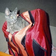 Blanding af racer Jasmin