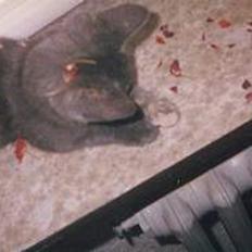 Blanding af racer Jasmin