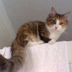 Blanding af racer Misse