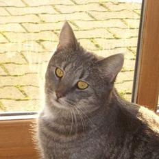 Blanding af racer Felix