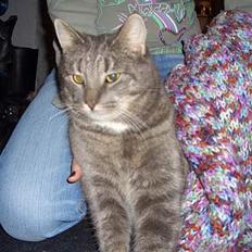 Blanding af racer Felix