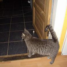 Blanding af racer Felix