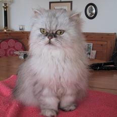 Blanding af racer Putte