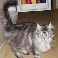 Maine Coon  Chinook Kittery poor boy