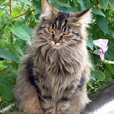 Maine Coon Mollie