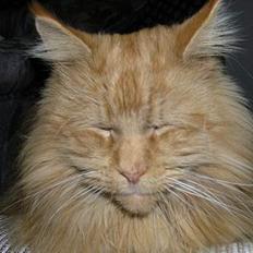 Maine Coon Løvehulen Mighty Hercules