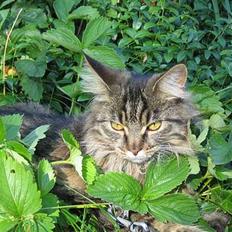 Maine Coon Mollie