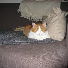 Blanding af racer Mille