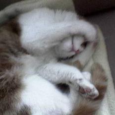 Blanding af racer Mille