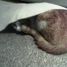 Blanding af racer Mille