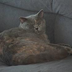 British Shorthair DK*Endoria's Anabell