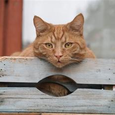 Huskat La`Fontaine`s Elmer