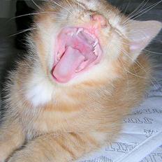 Huskat La`Fontaine`s Elmer