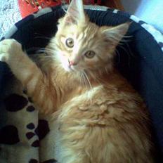 Maine Coon Nemo