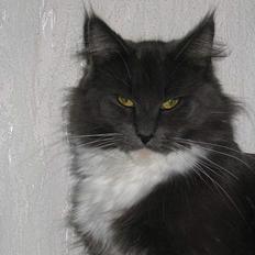 Maine Coon Chrisdahl's Dolly