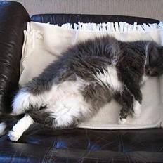 Maine Coon Chrisdahl's Dolly