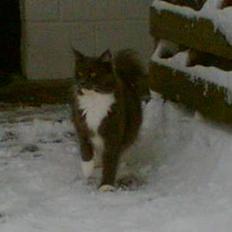 Maine Coon Chrisdahl's Dolly