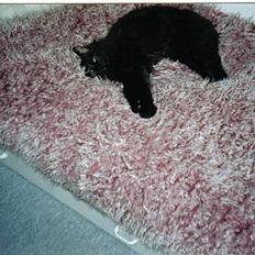 Huskat Luffe <3 *DØD* :´(