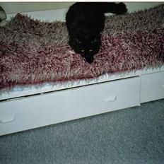 Huskat Luffe <3 *DØD* :´(