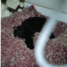 Huskat Luffe <3 *DØD* :´(