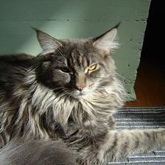 Maine Coon nightcrawler's baltazar