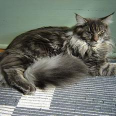 Maine Coon nightcrawler's baltazar