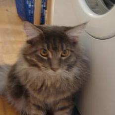 Maine Coon nightcrawler's baltazar