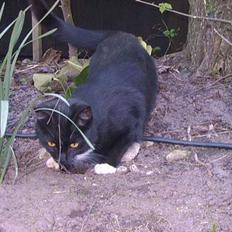 Blanding af racer Kisser