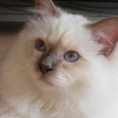 Hellig Birma Hannibal - solgt