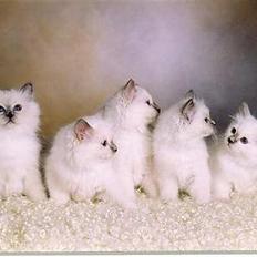 Hellig Birma Hannibal - solgt