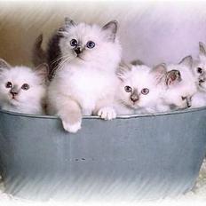 Hellig Birma Hannibal - solgt