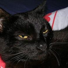 Blanding af racer Mille