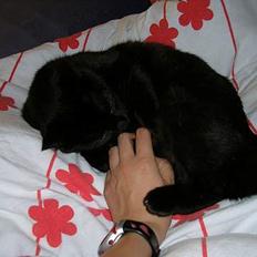 Blanding af racer Mille