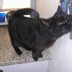 Blanding af racer Mille