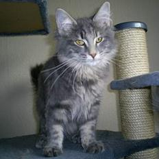 Norsk Skovkat Charla Cats Blåklokke