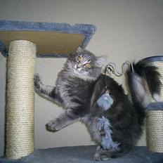 Norsk Skovkat Charla Cats Blåklokke