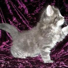 Norsk Skovkat Charla Cats Blåklokke