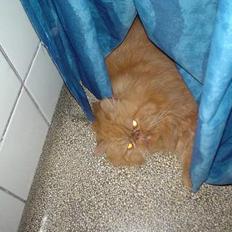 Perser Red tiger (Gizmo)