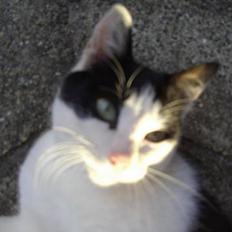 Blanding af racer KisserJebadiaSpringfield†