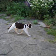 Blanding af racer KisserJebadiaSpringfield†