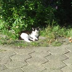 Blanding af racer KisserJebadiaSpringfield†