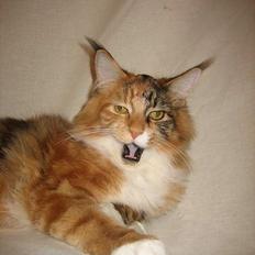 Maine Coon Desert Rose