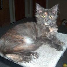 Maine Coon Wulff's Nikita