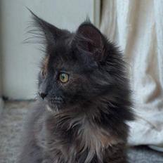 Maine Coon Wulff's Nikita