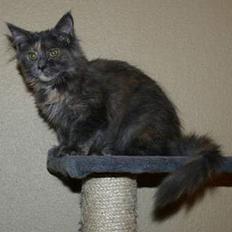 Maine Coon Wulff's Nikita